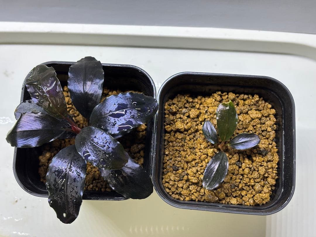 Bucephalandra sp. theia blue 子株