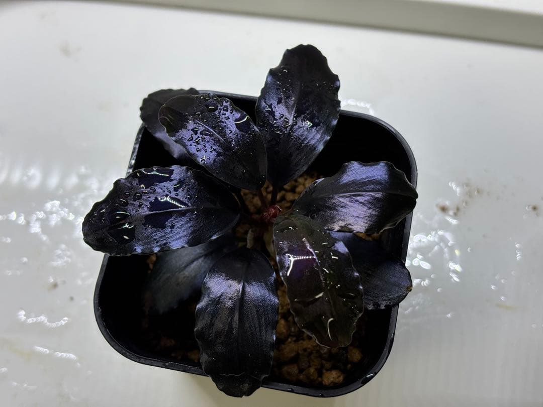 Bucephalandra sp. theia blue 子株