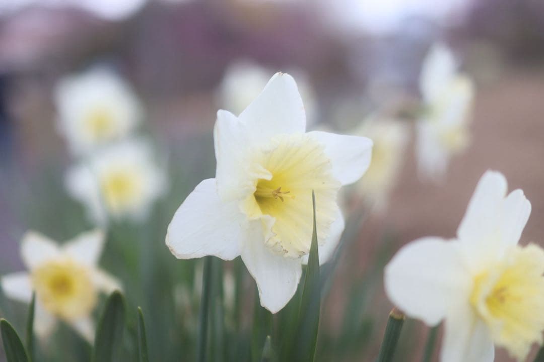 rf35mm f1.8 マクロ is stm