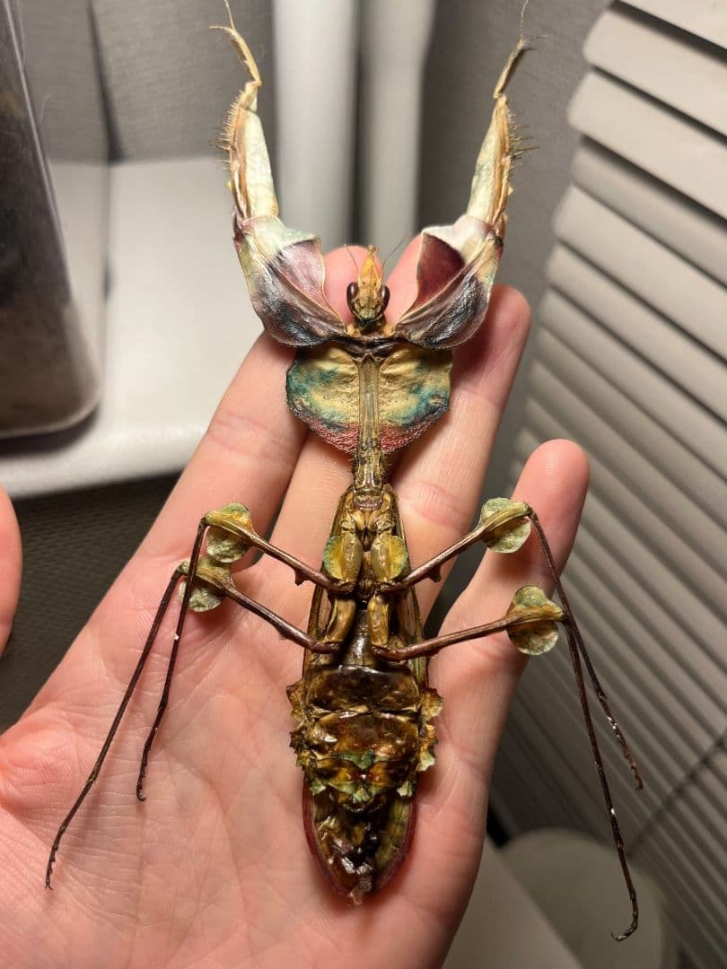 【114mm】ニセハナマオウカマキリ マンティス 昆虫標本　直翅類