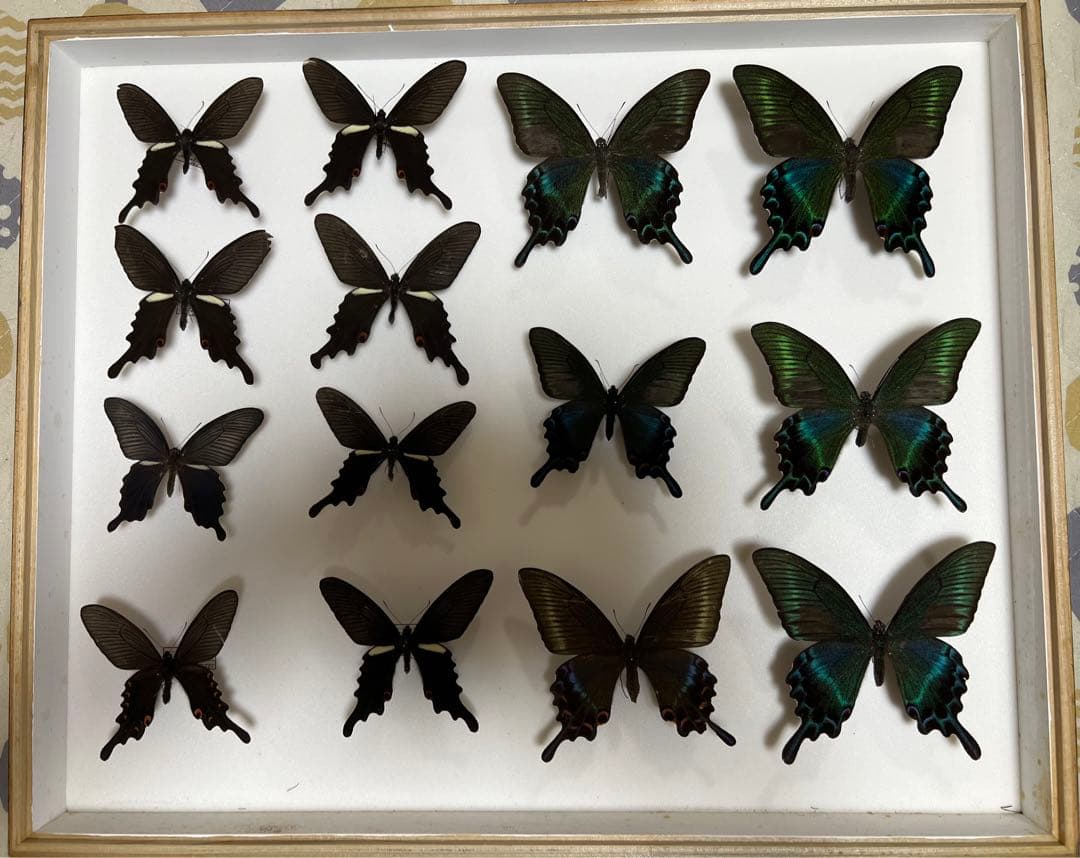 蝶標本 希少ミヤマカラスアゲハ標本ガラス木箱現状品のみ41x50x6cm