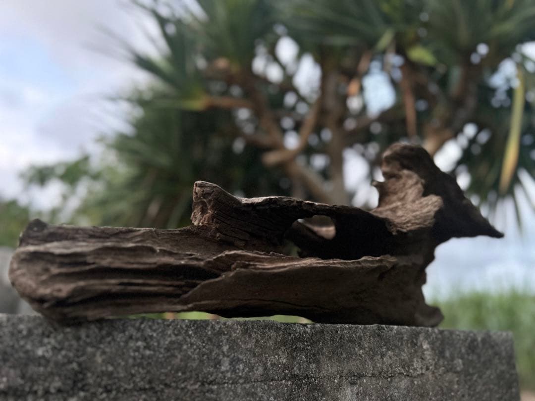 流木 インテリアやアクアリウムにオススメ