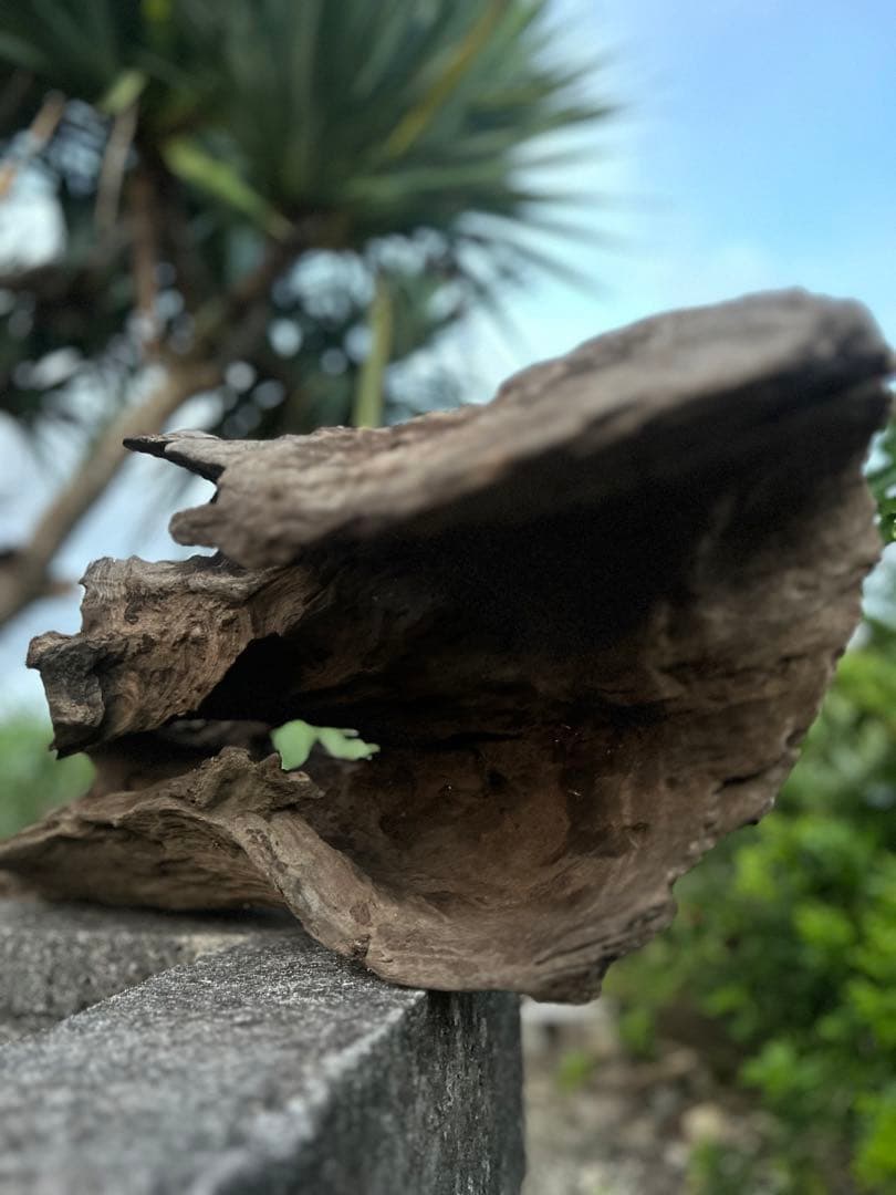流木 インテリアやアクアリウムにオススメ