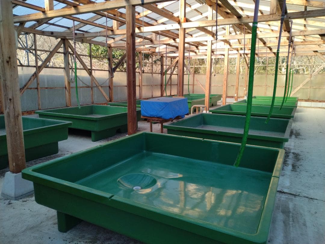 【美品】　FRP製らんちゅう水槽（トーワ・ケミカル社製）　【引取り限定】