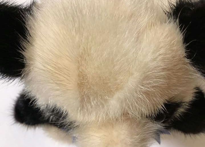 ’ミンクファードール(パンダ)【値下げ】