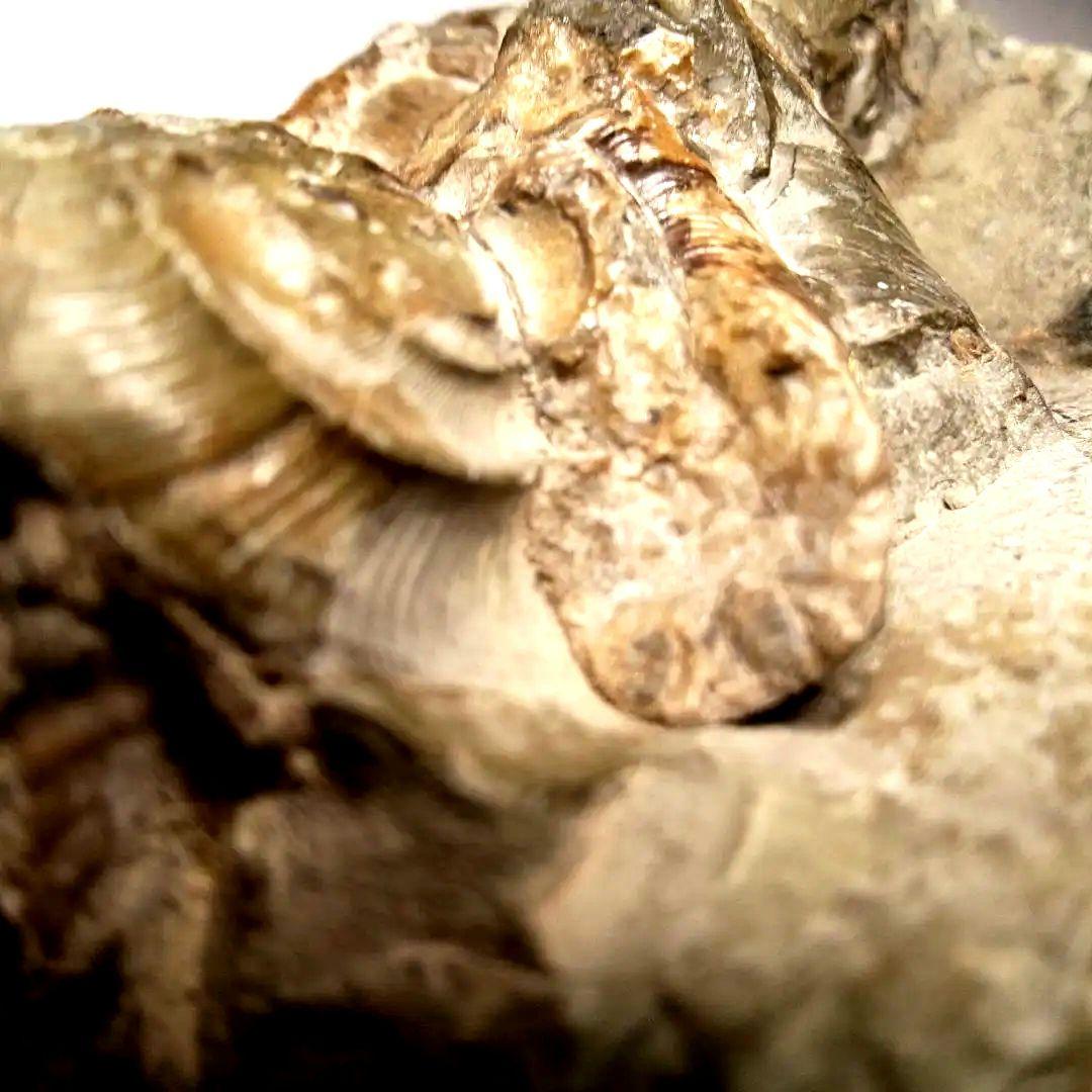 ⭐️ アンモナイトの塊 M-A