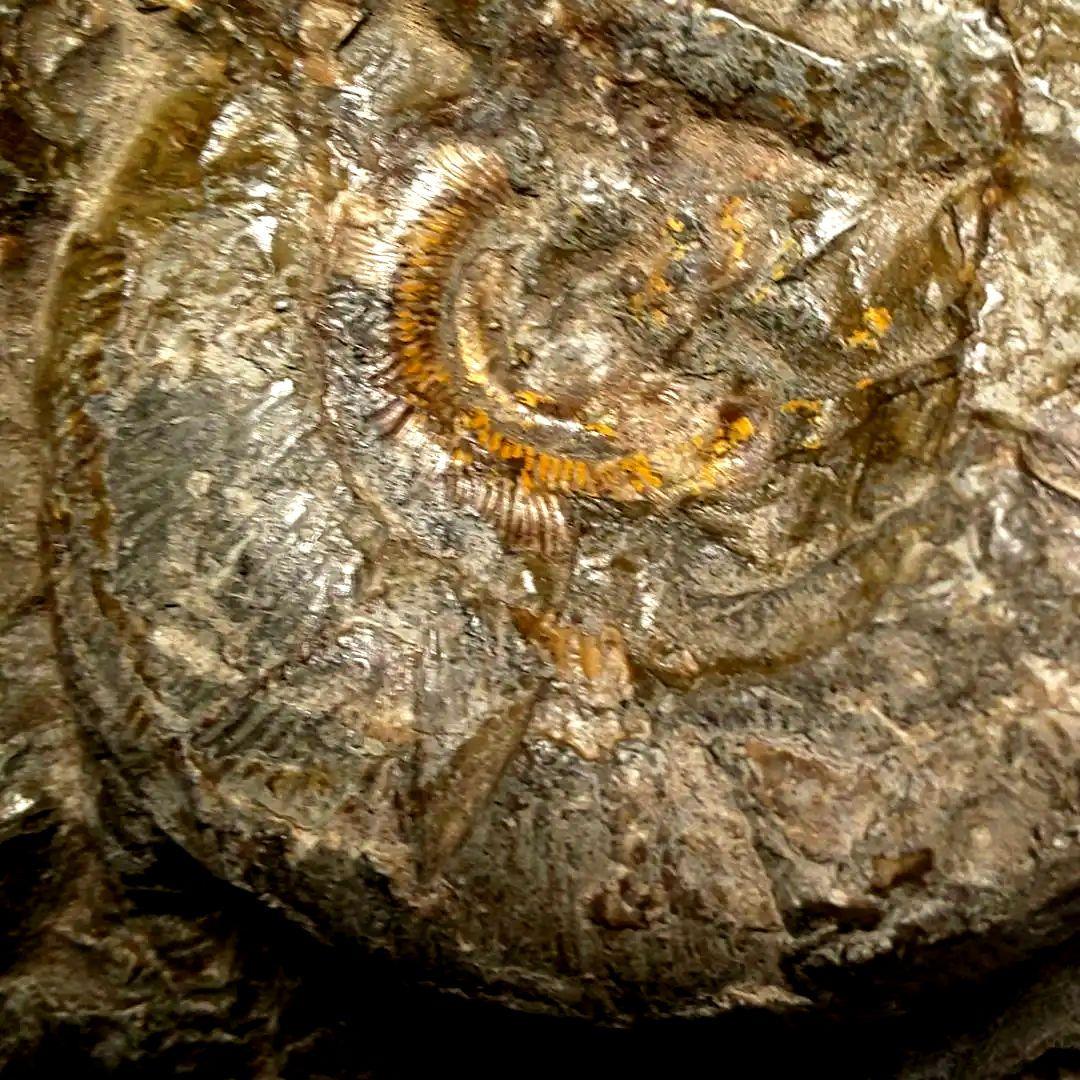 ⭐️ アンモナイトの塊 M-A