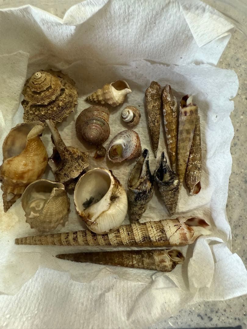 貝　まとめ売り