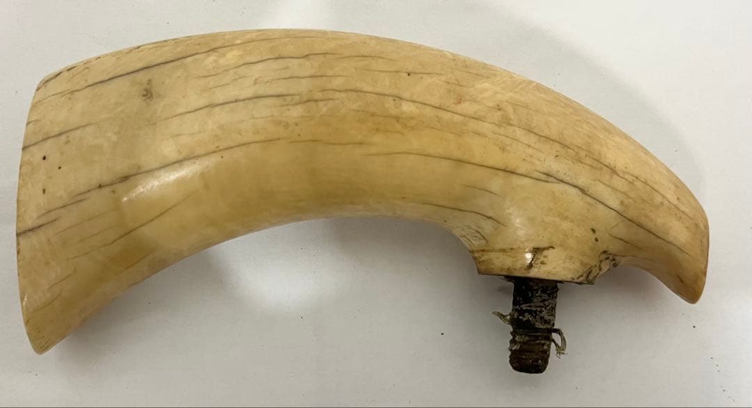鯨の歯 牙 マッコウクジラ 重量約218g 杖材