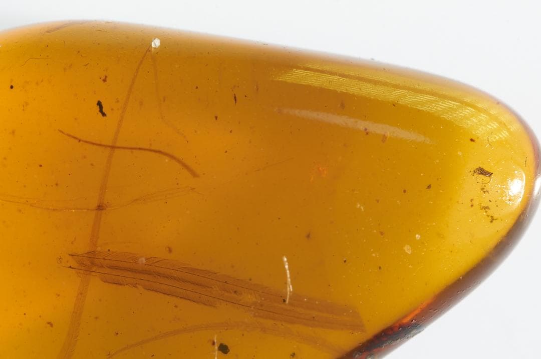 レア極上品 PA0018虫入り琥珀化石　ミャンマーカムティかタナイ9900万年前