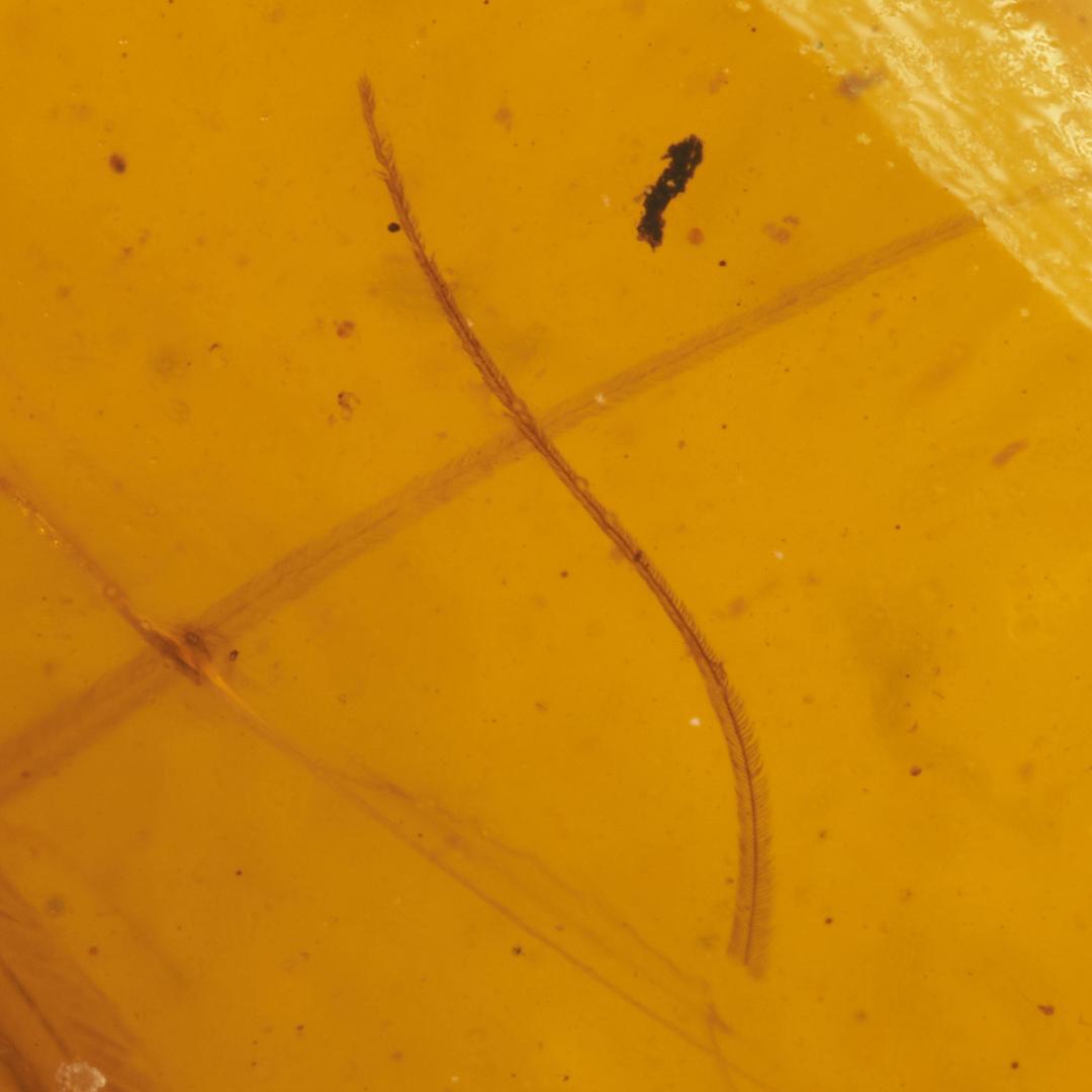 レア極上品 PA0018虫入り琥珀化石　ミャンマーカムティかタナイ9900万年前