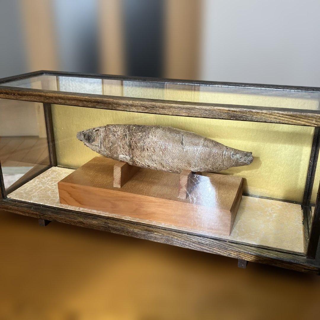 魚の化石（特製スタンド付）