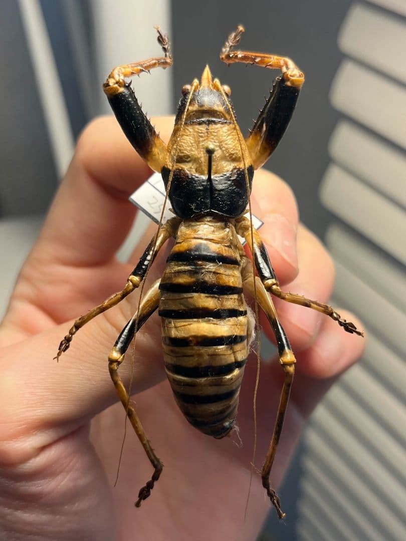【巨大♂】ロブスターキリギリス マッチョキリギリス コロギス リオック標本