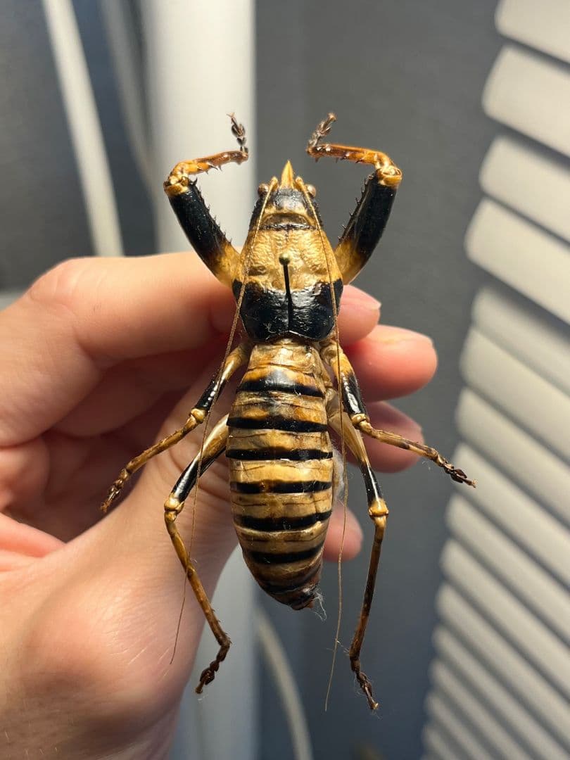 【巨大♂】ロブスターキリギリス マッチョキリギリス コロギス リオック標本