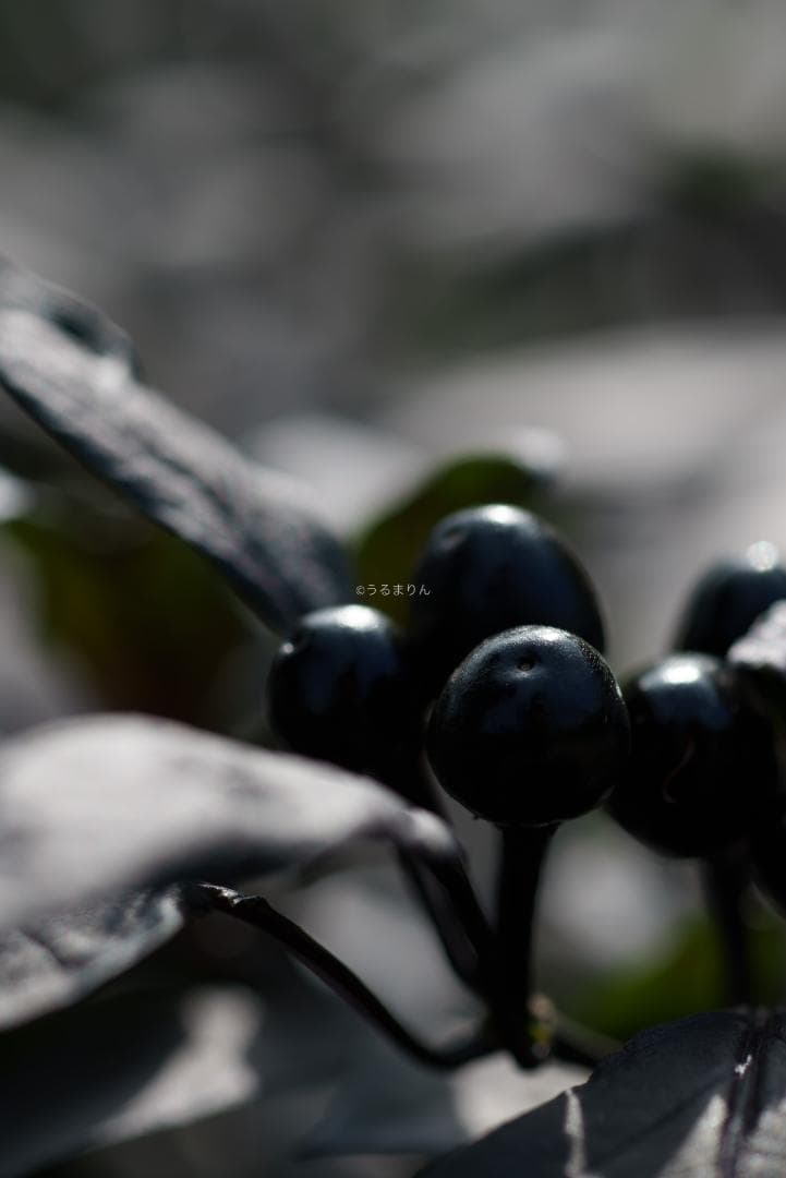 お買得品絶版マクロ！Zeiss Makro-Planar 100mm f2 ZF