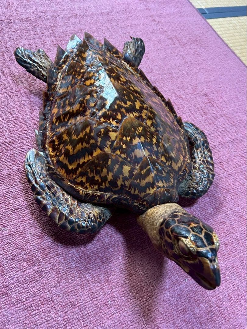 【最終値下げ】【1月中に削除します】ウミガメ タイマイ 剥製