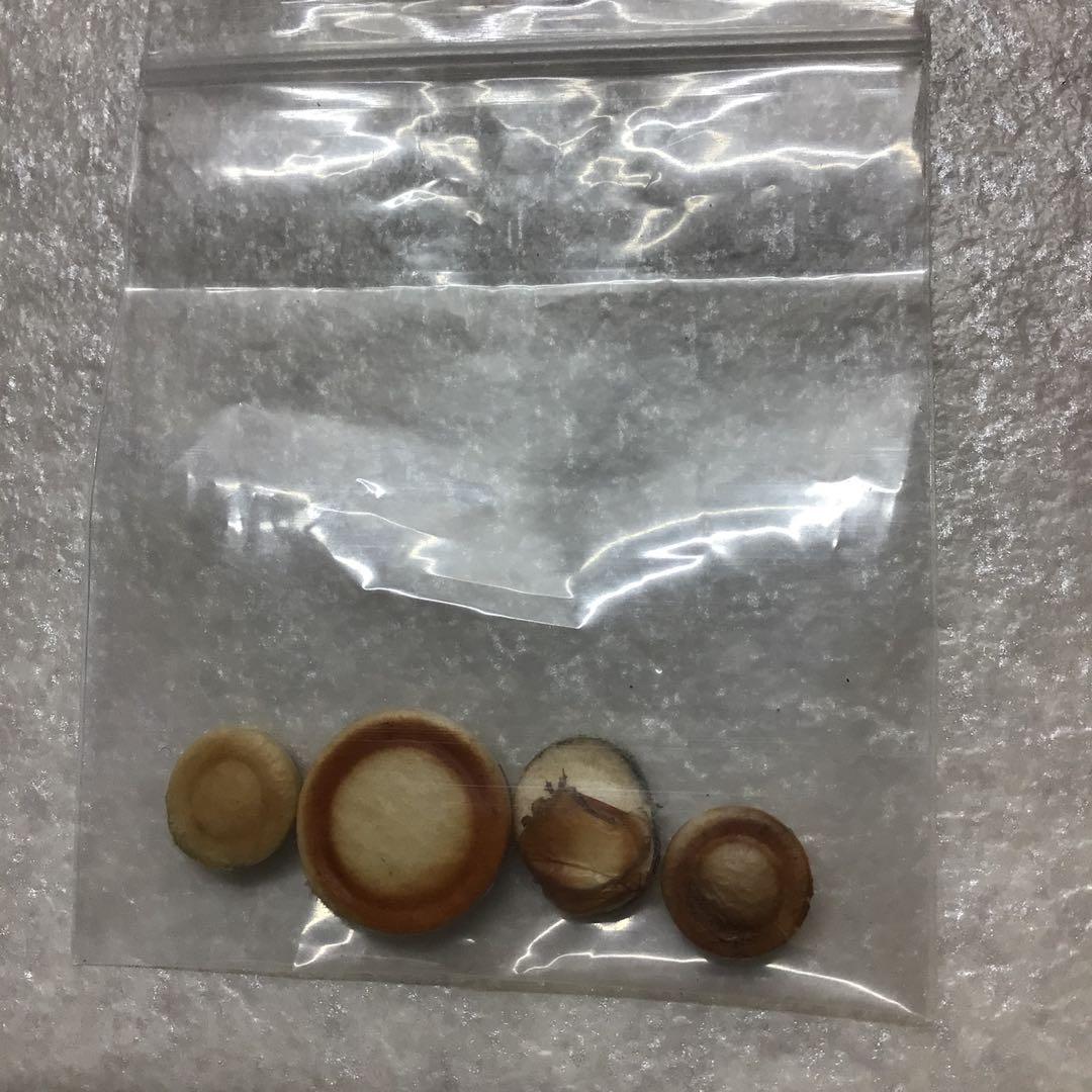 (13) YAMAHA ヤマハ　B♭クラリネット　YCL-351 程度良好