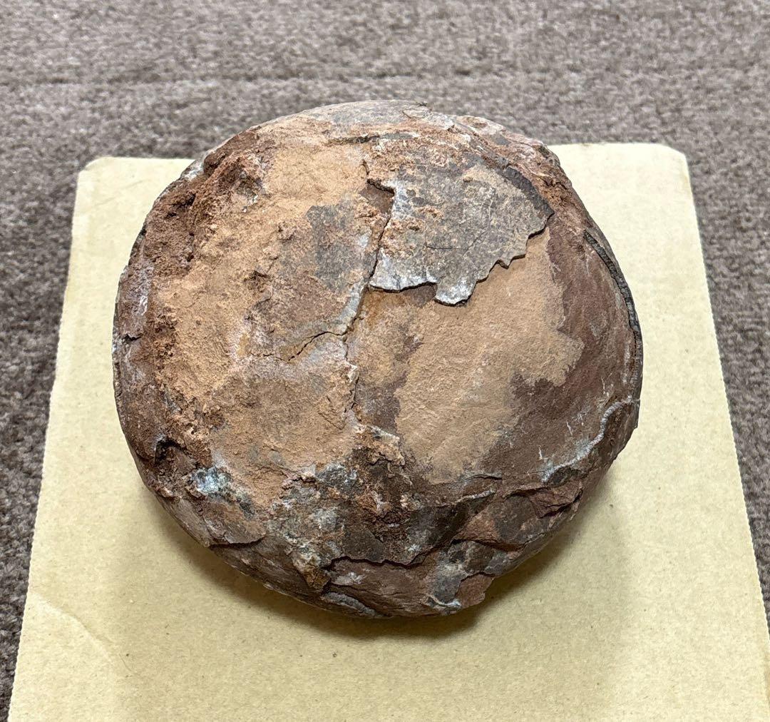 化石 恐竜 卵 ハドロサウルス 推定