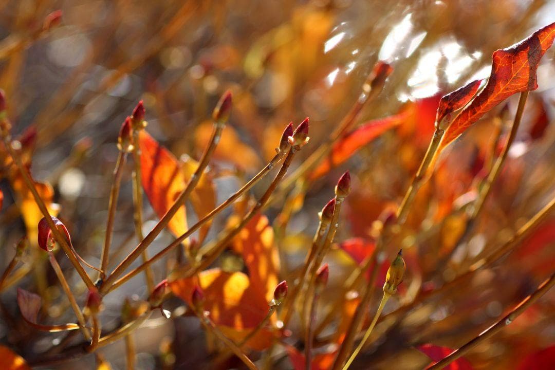 中古良品 試写あり TAMRON SP 90mm F2.5 マクロ 52BB