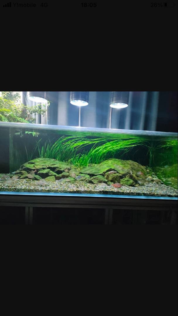 20kg業者様愛され高品質ろ材 納豆菌多孔質パワーボール20kg即時発送送料込み