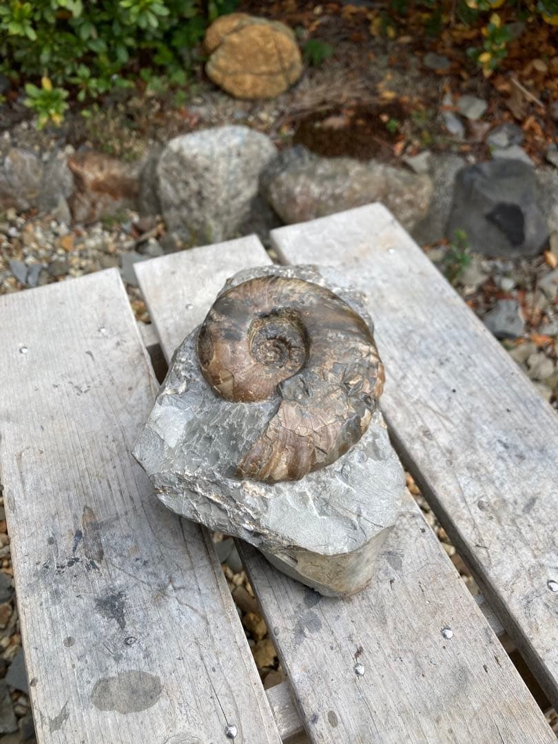 飾りやすい茶色のアンモナイト　プゾシア　化石