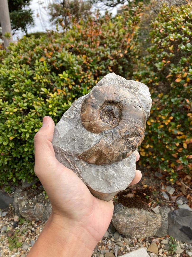 飾りやすい茶色のアンモナイト　プゾシア　化石