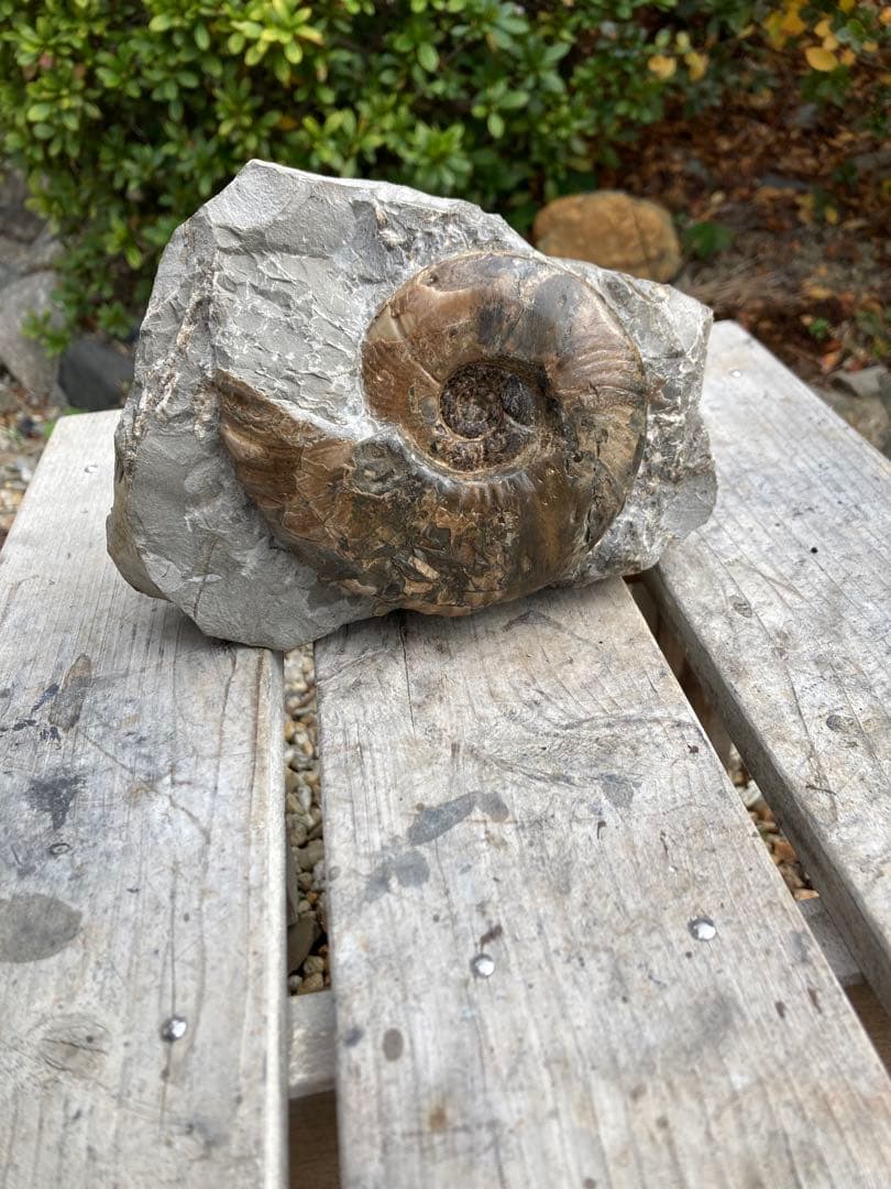 飾りやすい茶色のアンモナイト　プゾシア　化石