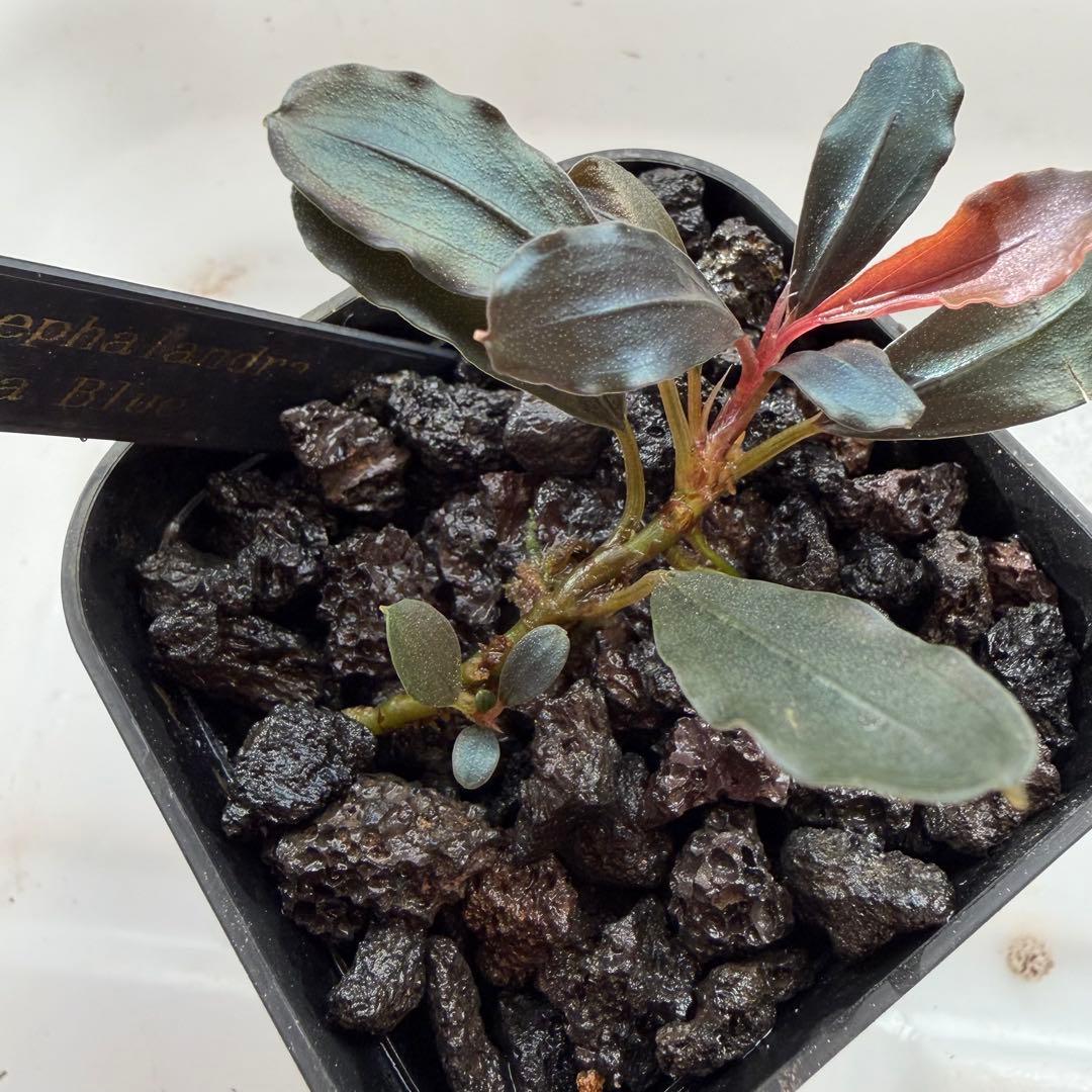 ③ブセファランドラ sp.ティアブルー（theia blue）水上葉