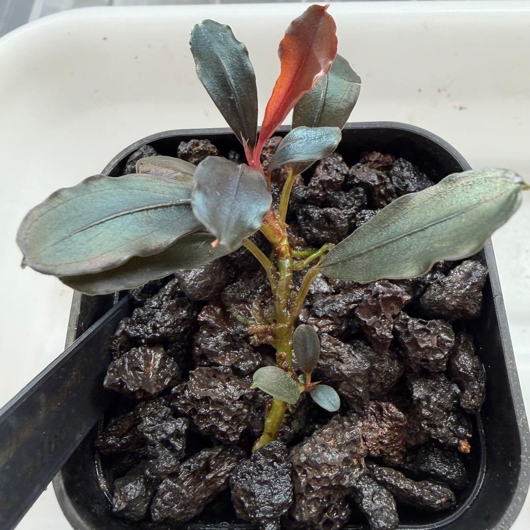 ③ブセファランドラ sp.ティアブルー（theia blue）水上葉