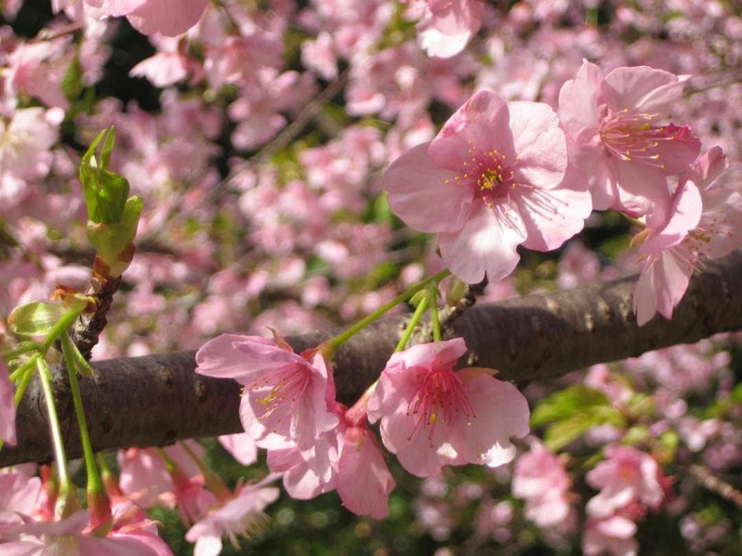 作例あり 小さなコンデジの優等生　CANON IXY DIGITAL 50