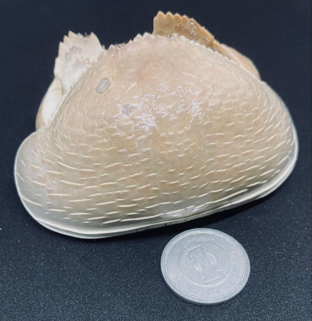 マルソデカラッパ 乾燥標本　カラッパ　カニ 標本