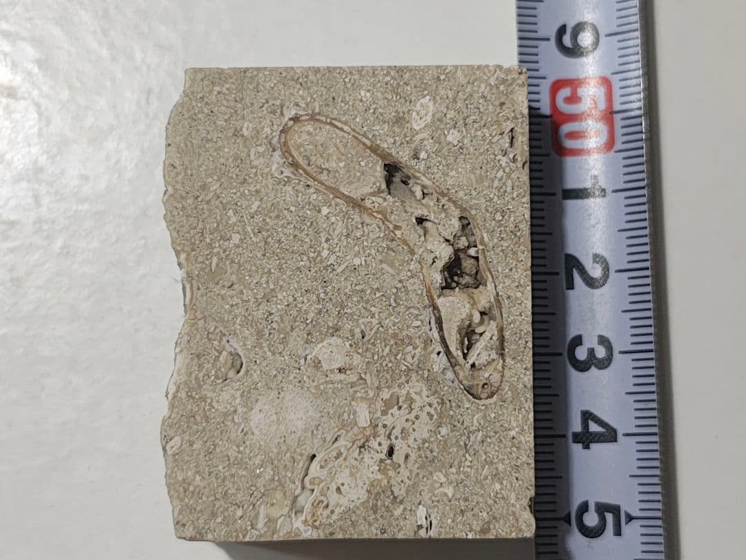 日本産　化石入り大理石(の切れ端)25個セット