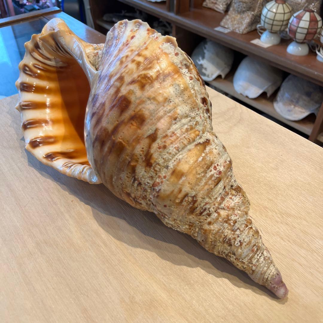 激レア　長崎県産　法螺貝　ホラガイ　1.28kg