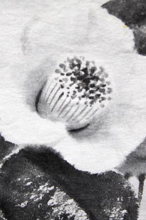 穐月明【籠の椿】 水墨画 4号