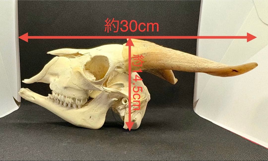 ヤギ頭蓋骨　実物　下顎　角鞘付き希少品　デッサン画モデル　ハンティングトロフィー