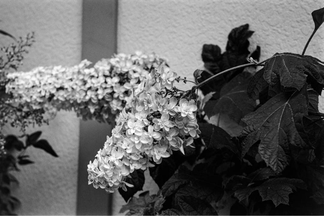 Kiev-4 + Jupier-8M 50mm F2 革ケース付き　作例あり