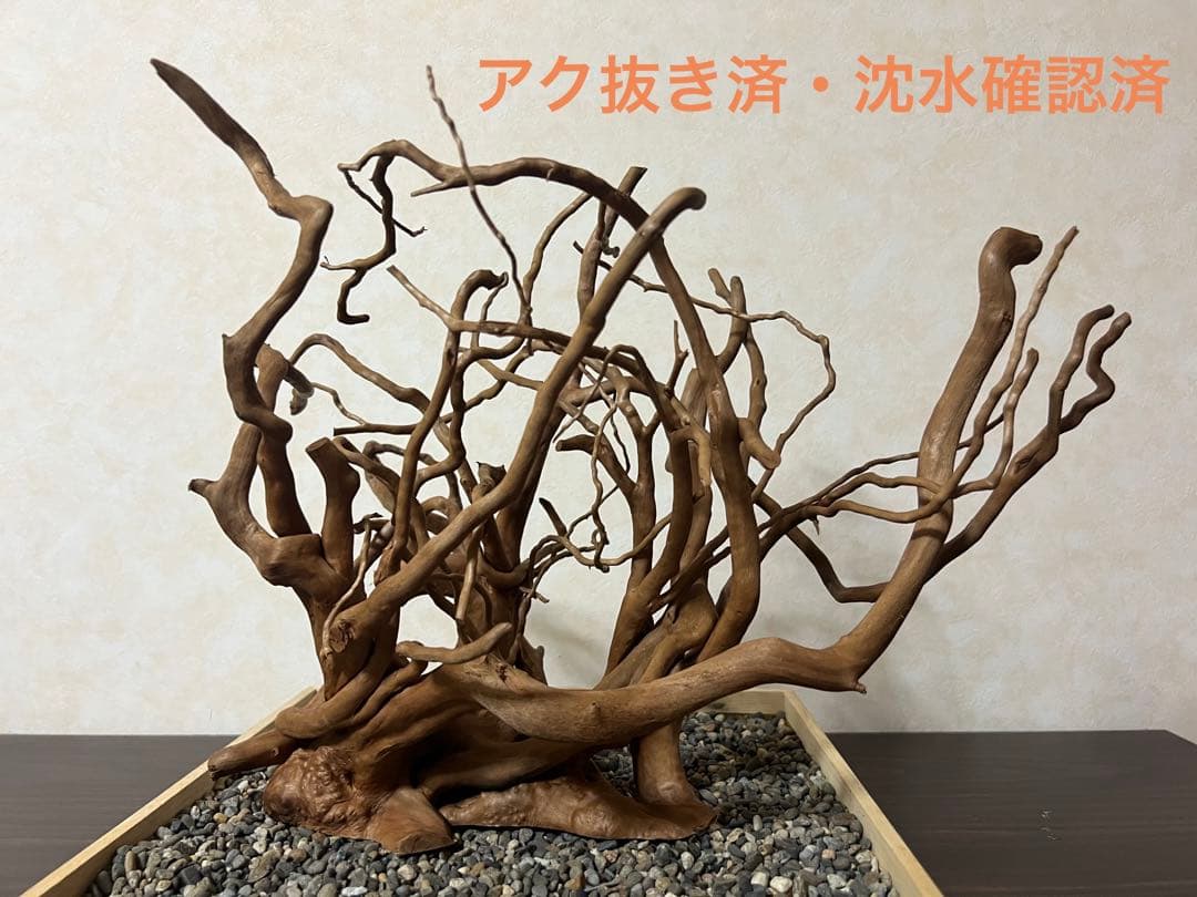 30211 ブランチウッド　流木　アクアリウム　沈水確認済