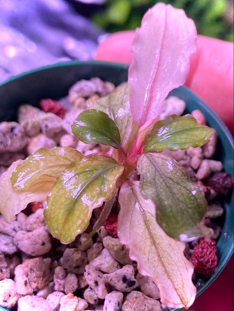 【専用】 user_fd449ab1様