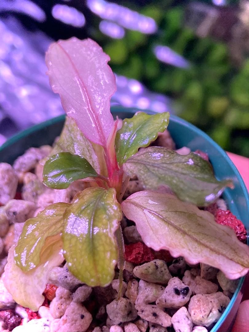 【専用】 user_fd449ab1様