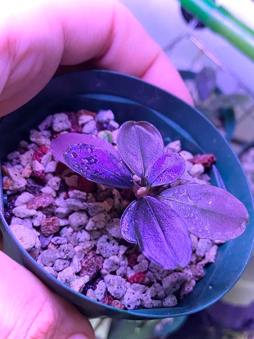 【専用】 user_fd449ab1様