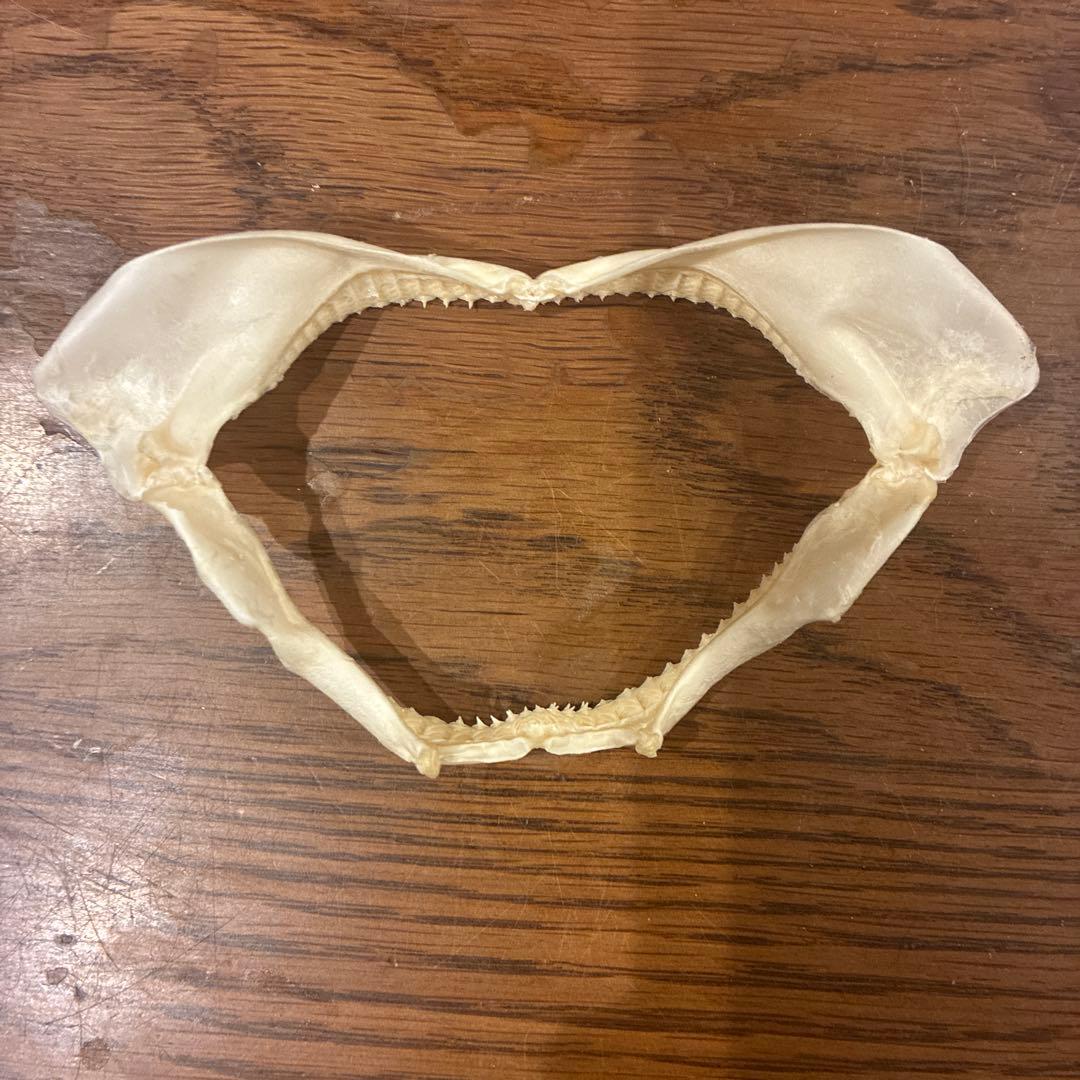 サメの顎骨標本