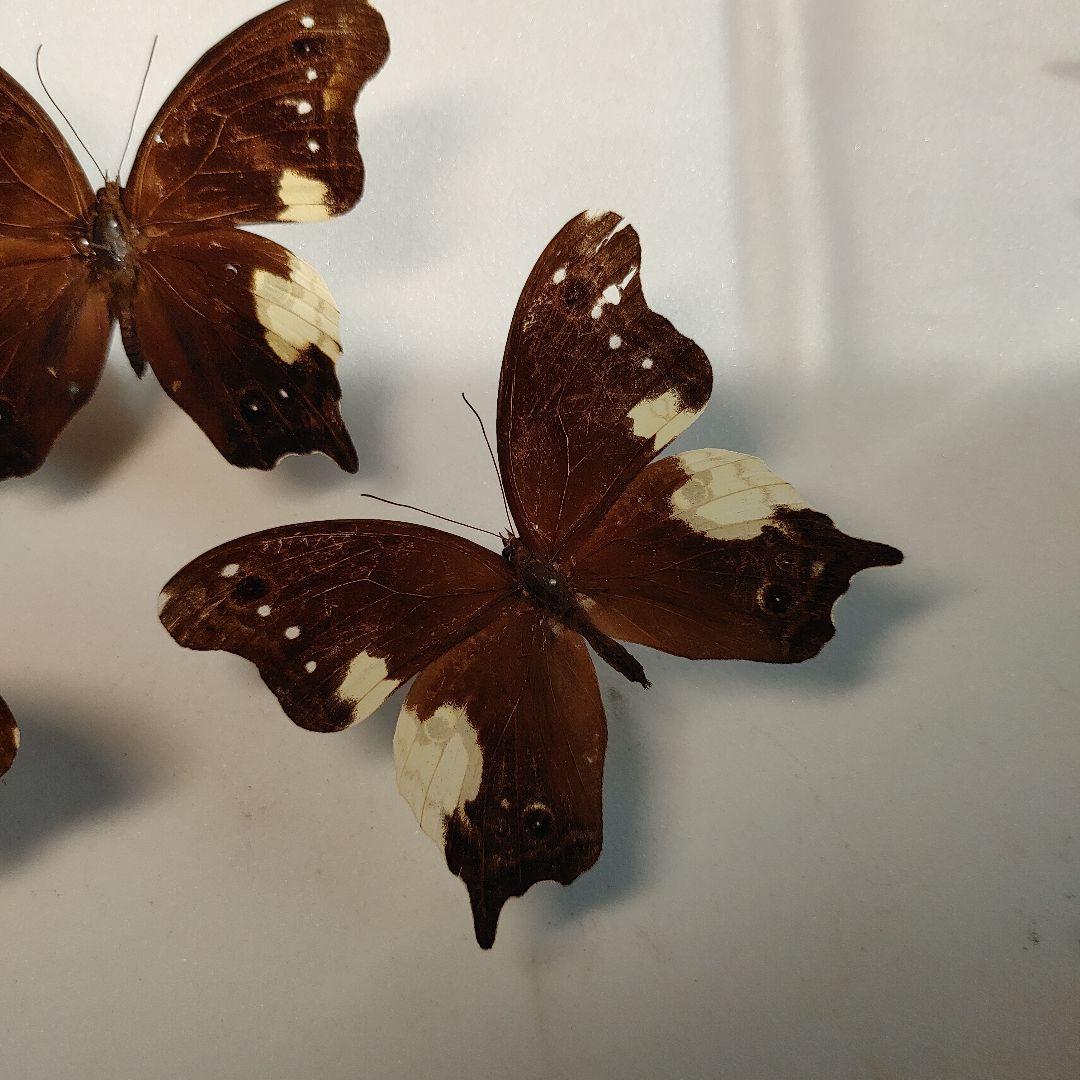 蝶の標本　ムカシヒカゲ　「3頭」