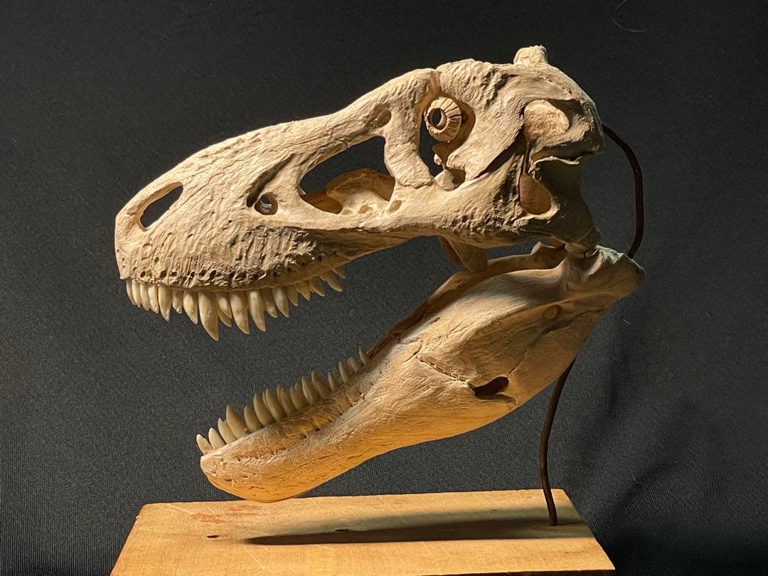 木彫　恐竜　タルボサウルス　頭骨模型　1/10スケール　12cm