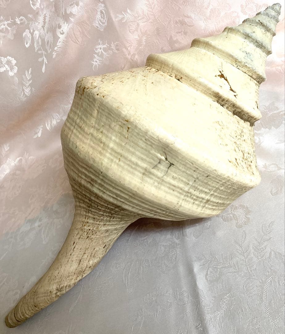 アラフラオオニシ49cm 世界最大の巻貝