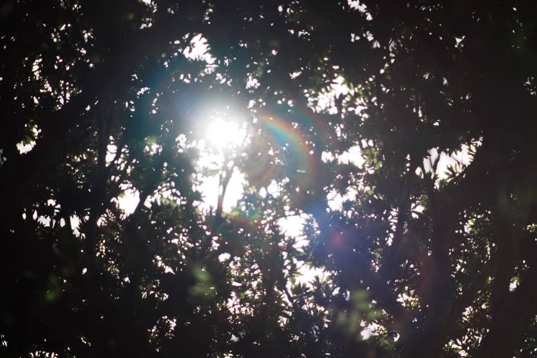 【虹ゴ】ミノルタ MC-ROKKOR PF 85mm F1.7 前 409