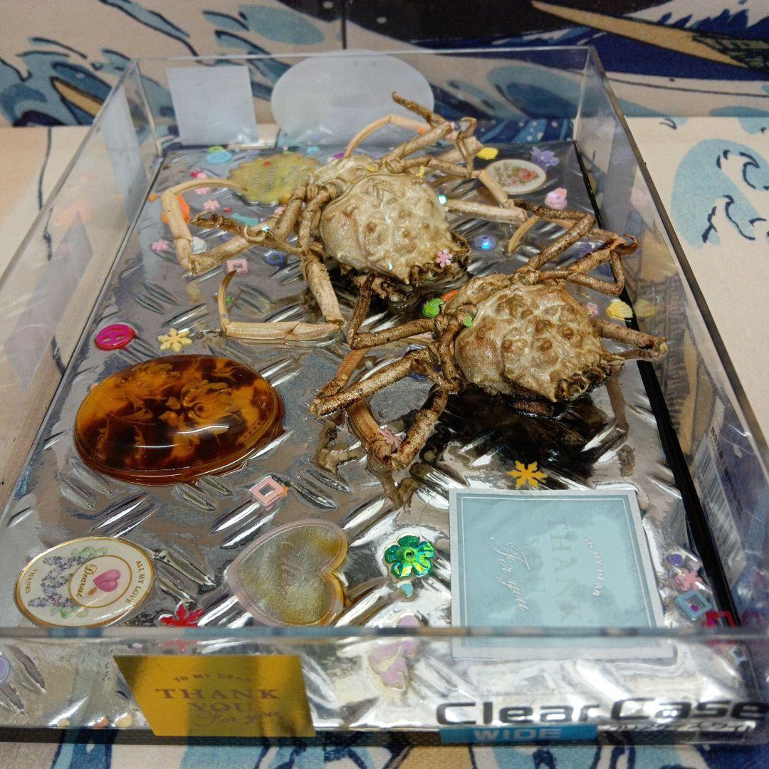 稀少レア平家蟹科凹凸立体リアル鬼面蟹横幅２２X１６X３、５センチ標本コレクション