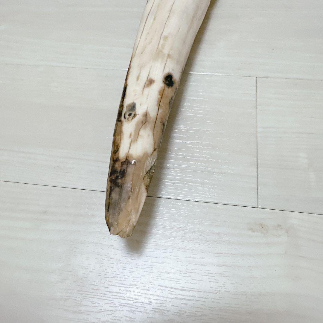 海象　セイウチ牙 1665g