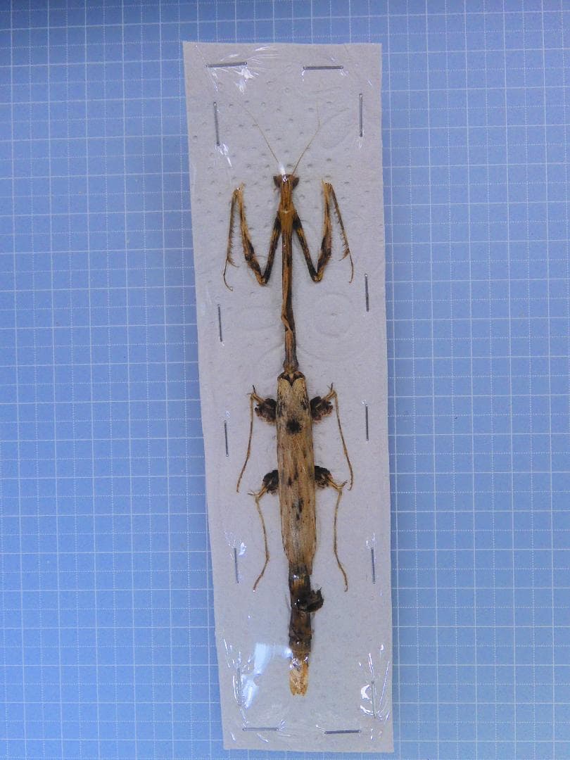 マレーシア産　カレエダカマキリ　129mm