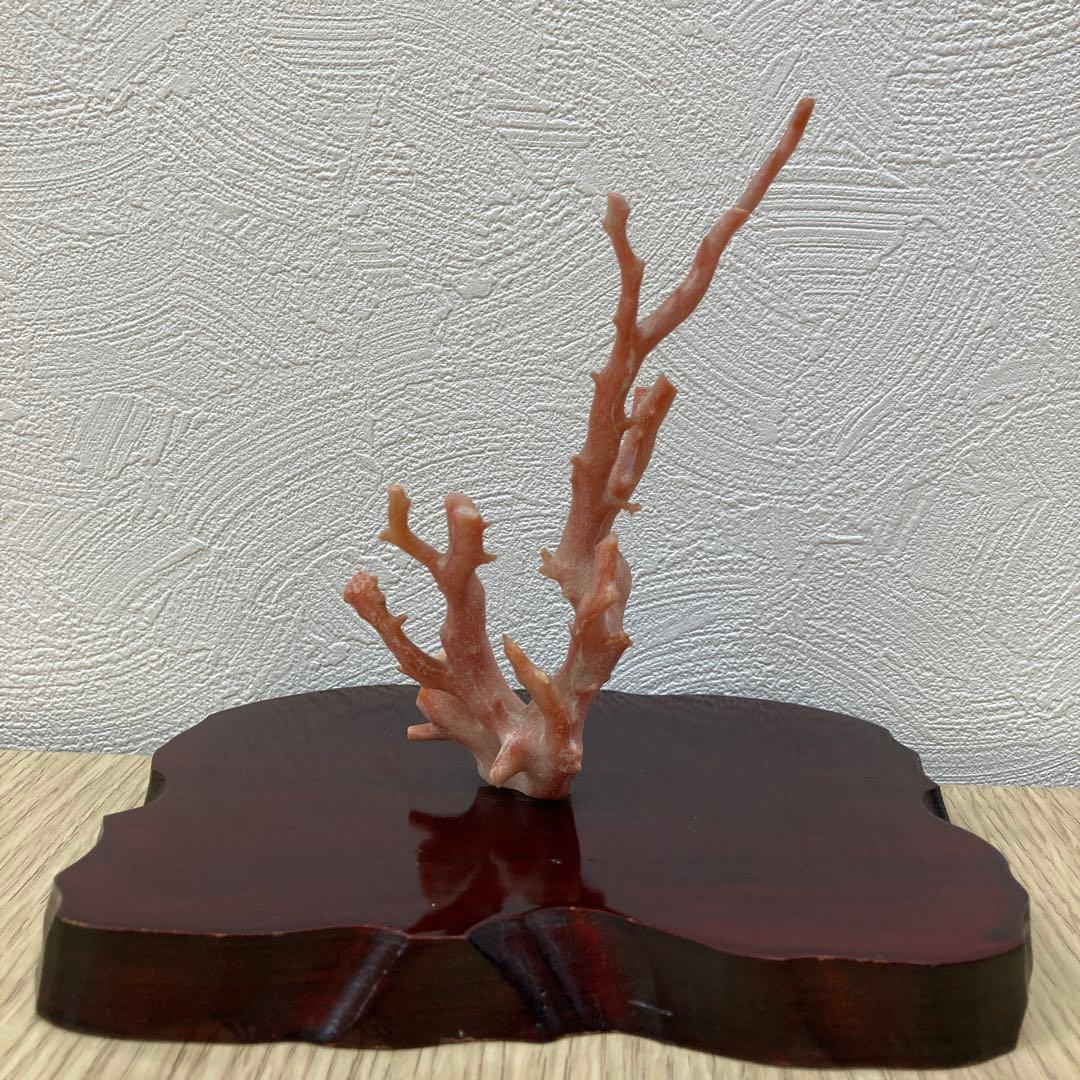 天然桃色珊瑚 枝サンゴ 原木 台座付き インテリア 置物