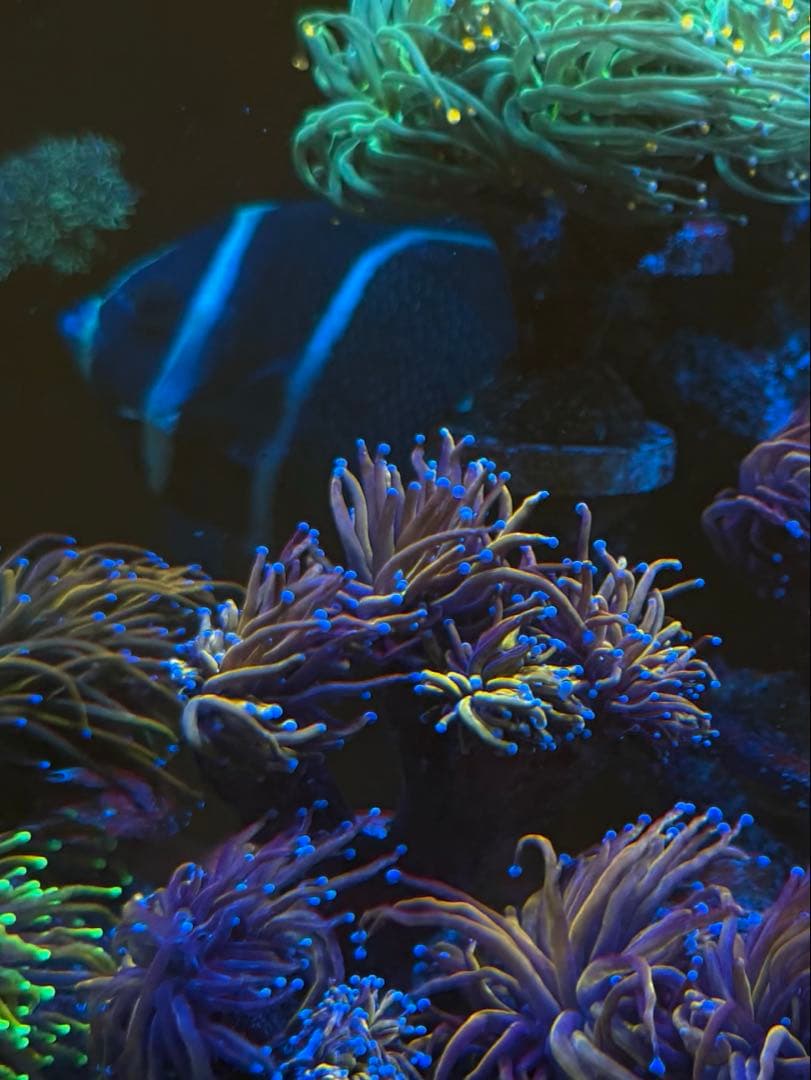 ミッチ出品ページ